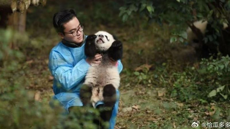 貓熊保育員被爆婚外情　遭控養萌獸變禽獸