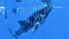 「宿霧5日迷你小包團」可體驗鯨鯊共遊的樂趣。（圖／平台提供）