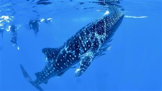 迷你小包團！2-6人就能跟鯨鯊共游