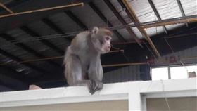 台灣獼猴,桃園,車廠,死亡,農業局（圖／卓小姐授權提供）