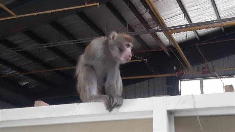 「獨臂獼猴」打1cc鎮定劑亡　最後身影曝