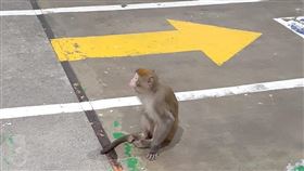 台灣獼猴,桃園,車廠,死亡,農業局（圖／卓小姐授權提供）