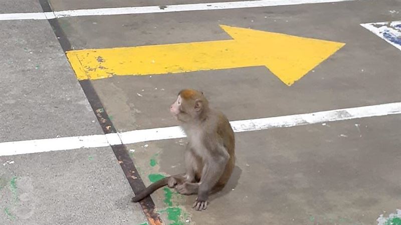 獨／桃園獨臂獼猴亡　她後悔報案：害了牠