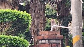 台灣獼猴,捕捉,民宅,桃園農業局（圖／桃園農業局提供）