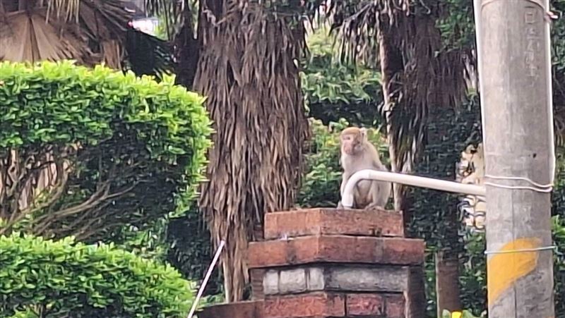 桃「獨臂獼猴」打鎮定劑亡　追捕畫面曝光