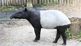 貘克(北市動物園提供)