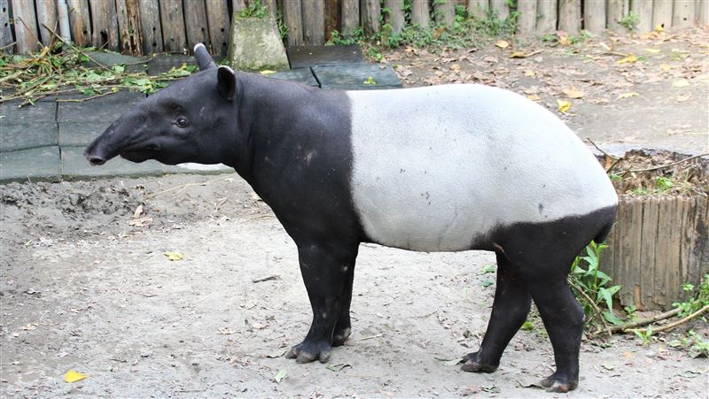 「貘克」離開了　插畫家馬來貘悲痛發文