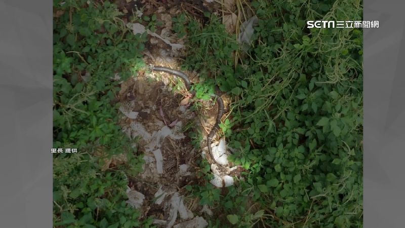 獨／2米長眼鏡蛇鑽1處進民宅　婦清創見骨
