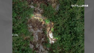 獨／2米長眼鏡蛇鑽1處進民宅　婦清創見骨