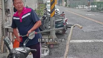 捕8蛇近30綠鬣蜥　「捕蛇里長」另類服務