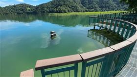 日月潭空拍巨魚吞九蛙。（圖／翻攝畫面）