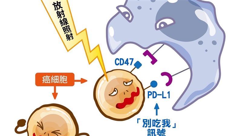 長庚揭「放射免疫新療法」可望治療3癌症