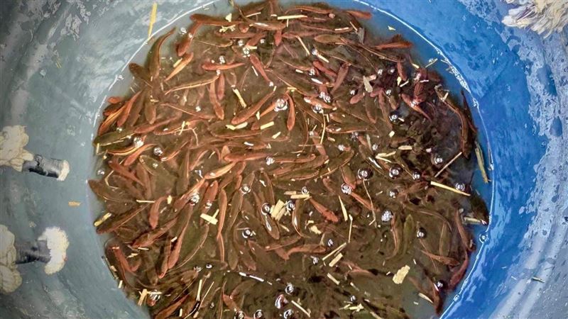 日月潭「除虎」電撈7000尾　大小魚球團滅
