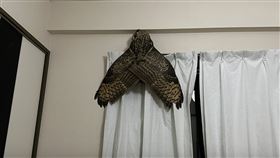 貓頭鷹 推特https://twitter.com/SiO2_ORio/status/1681455312371613700/photo/1