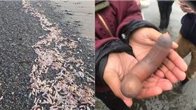 阿根廷海岸驚見模樣猛一看像是男性生殖器官的「陰莖魚」，其實牠是「單環刺螠」（urechis unicinctus）。（圖／翻攝推特）