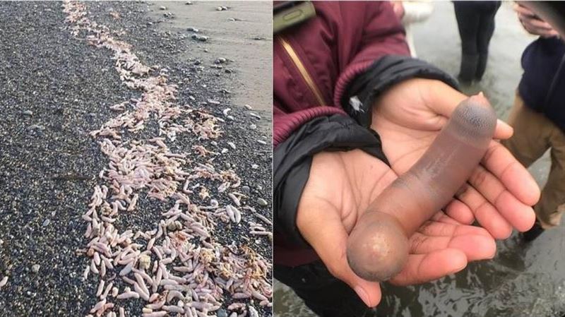 海岸「陰莖魚」湧出　漁民讚：口感像蛤蜊
