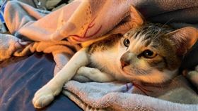 ▲遭毆打，被熱水淋燙傷的虎斑貓「茶茶」。（圖／翻攝自動保人士林耀宗臉書）