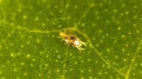 「蜘蛛」交配前會「脫光女伴衣服」（圖／翻攝自@Science-X YT）