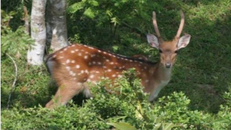 馬祖官員索賄近百萬　還屠殺梅花鹿遭撻伐