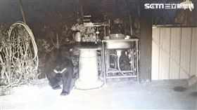 台灣黑熊闖南投仁愛鄉農園，破壞蜂箱偷吃蜂蜜。（圖／南投林管處提供）