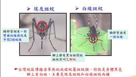 0723埃及斑蚊(台南衛生局)