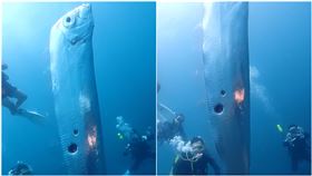 海之星潛水 東北角海王子-汪汪授權提供　地震魚