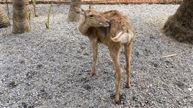 淨園農場,動物,羊駝,梅花鹿,妥善照顧,高雄市動保處