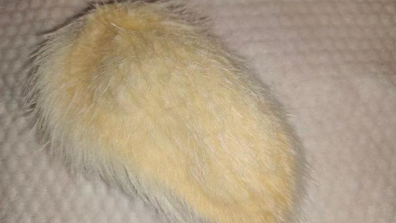 陸瘋養「芒果核」！她親自梳毛、寫成日記