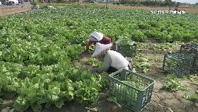 v搶收菜恐漲12001