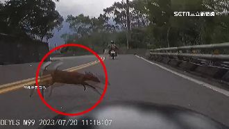 驚！台24線「山羌」突橫越道路　騎士險撞