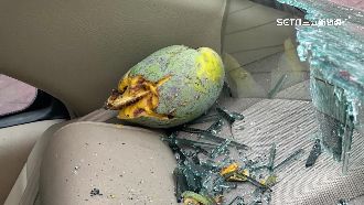 天降「巨芒果」　砸破擋風玻璃、車頂凹陷