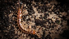 蜈蚣https://www.flickr.com/photos/mattx27/7616297484/in/photolist-cB2vTS-2mztF28-2krkj9d-4zyZp2-2krjQ8h-c6ZbVS-5khh8K-6KMmPT-5RAikw-9B36ZM-4VWj4Z-c5ChWw-TeF1Pq-8GpitX-zpqsad-cYbmWL-Xrsg45-bCCcD4-LaAdSV-