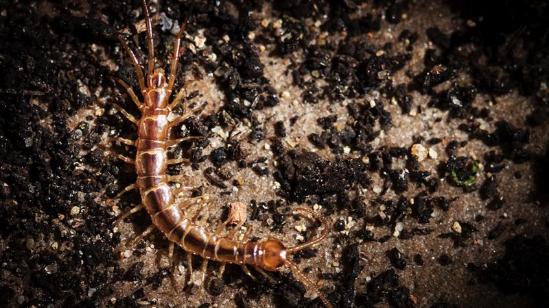 巨型蜈蚣現蹤南投受天宮!專家示警透玄機