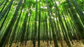 眼球,竹筍,竹子,徐克強,滑倒,病患（示意圖／pixabay）