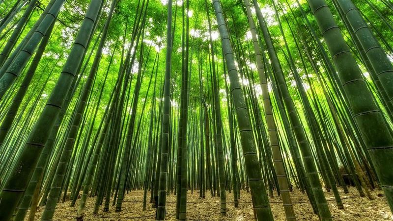 眼插入竹子…有洞的都冒血！送加護隔天亡