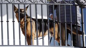 拜登愛犬司令。（圖／美聯社／達志影像）