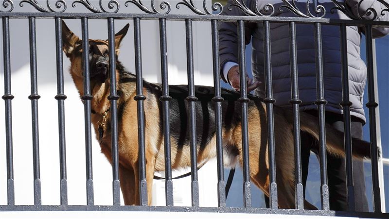 拜登愛犬突攻擊　特工拿鋼盾阻擋遭咬送醫