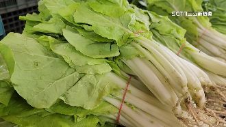 杜蘇芮未到「菜價先調」　中南部葉菜類漲