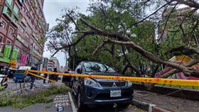 杜蘇芮,板橋,介壽公園,路樹,倒塌,