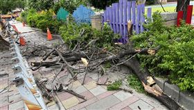 杜蘇芮,颱風,江翠國小,路樹,倒塌,路人,新北