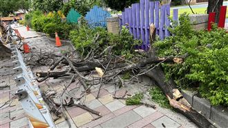 疑杜蘇芮強陣風　江翠國小路樹倒塌傷路人