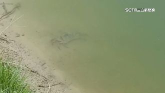 陸警擴到苗栗　蟹農防颱也防大閘蟹落跑