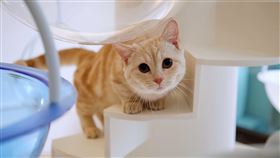 貓的生活提案,貓咖啡廳,小貓,貓咪。（圖／記者簡佑庭攝）