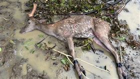 ▲屏東墾丁知名「鹿境」梅花鹿生態體驗園區3頭鹿遭竊，其中一頭成鹿被竊賊丟棄路邊，在暴風雨中等死。（圖／翻攝自鹿境Paradise Of Deer臉書粉專）