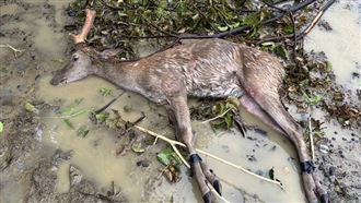 颱風天賊闖墾丁鹿園偷鹿　竟丟路邊讓等死