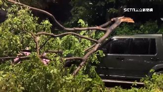 高雄多起路樹倒塌！騎士摔車、保時捷砸凹