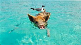 12生肖8月運勢公開。（示意圖／翻攝自pexels）