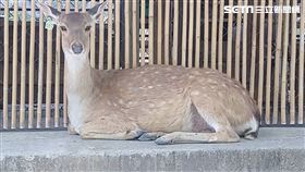 鹿境,小鹿,失竊,撿到,恆春分局