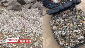 杜蘇芮颱風過境，中國福建漳州沿海出現大量生蠔。（圖／翻攝自《沸點視頻》）