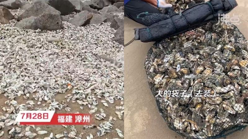 杜蘇芮過境！這地現大量生蠔　多到裝不完